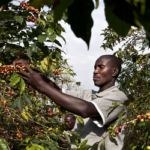 How Uganda; Africa’s No.1, world’s 8th coffee exporter is changing global perspective?