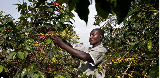 A photo of Ugandan farner harvesting coffee. Courtesy photo of National Geographic Channel.